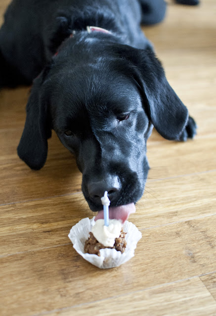 Labrador Retriever Pupcakes