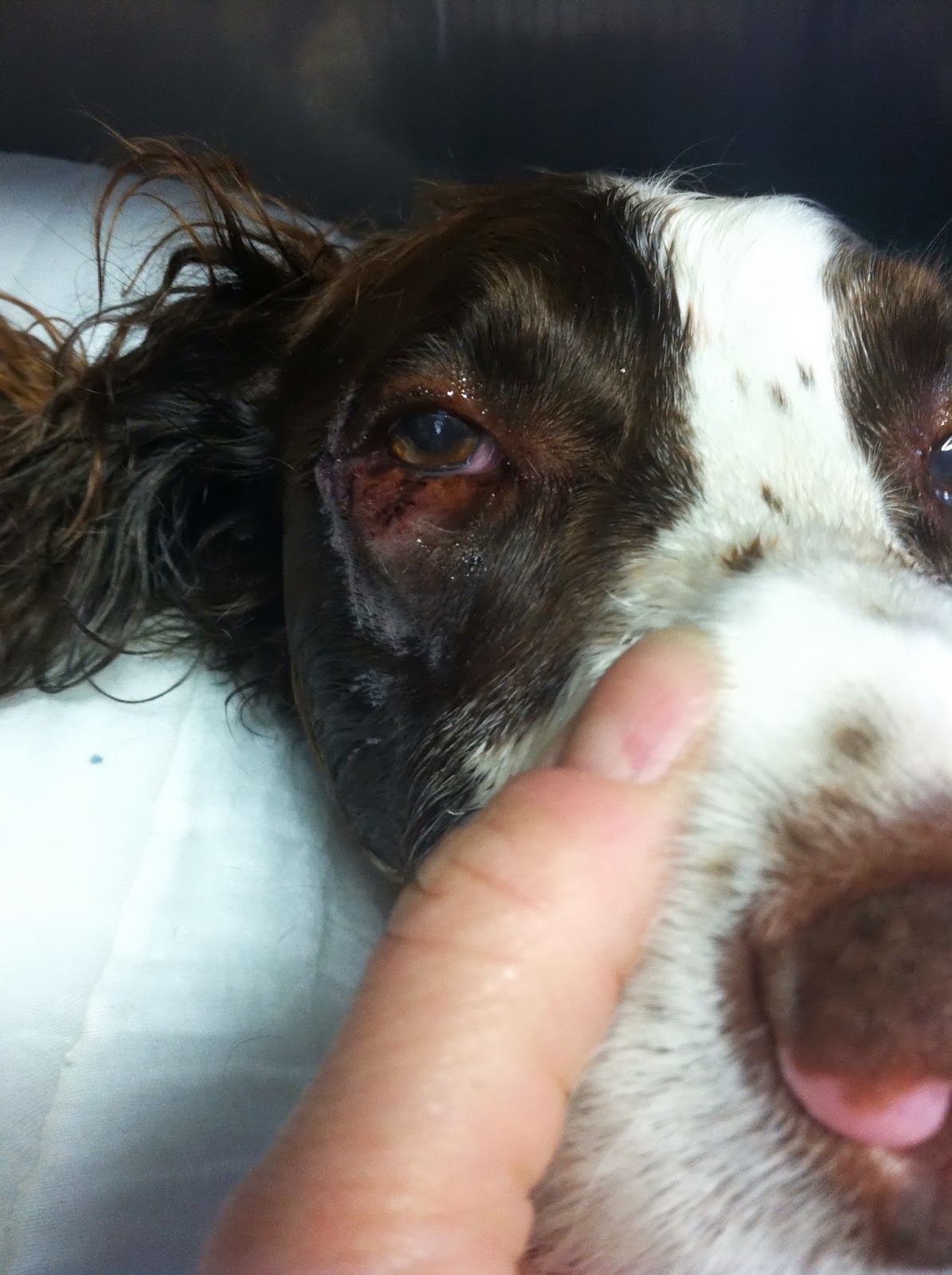 Diary of a RealLife Veterinarian How Do You Blink With Cauliflower In