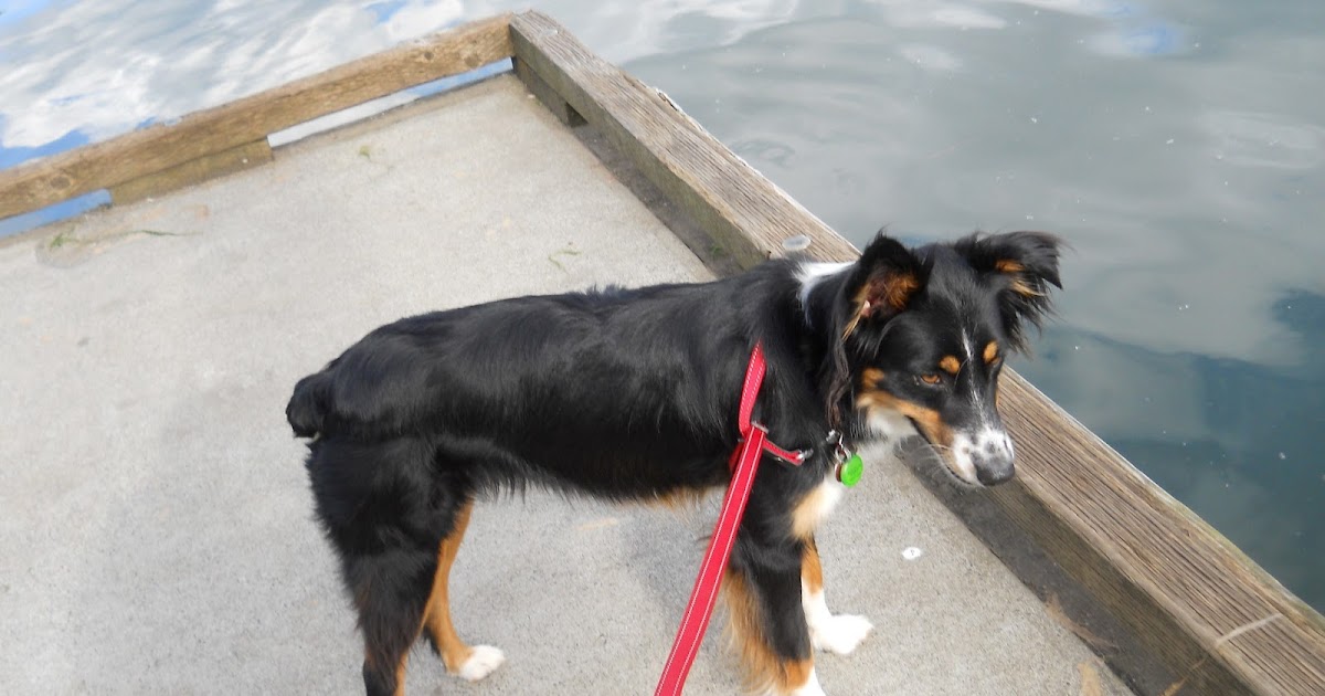 Why does my dog pull on his leash? Sit Spot Click Dog Training