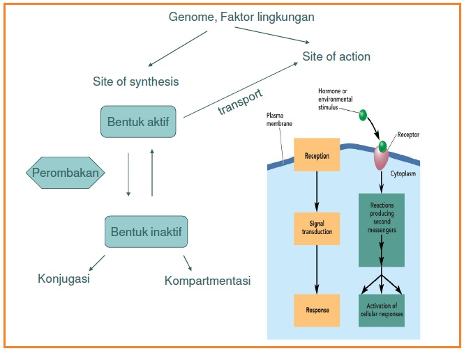 BIOLOGI GONZAGA FITO HORMON AUKSIN