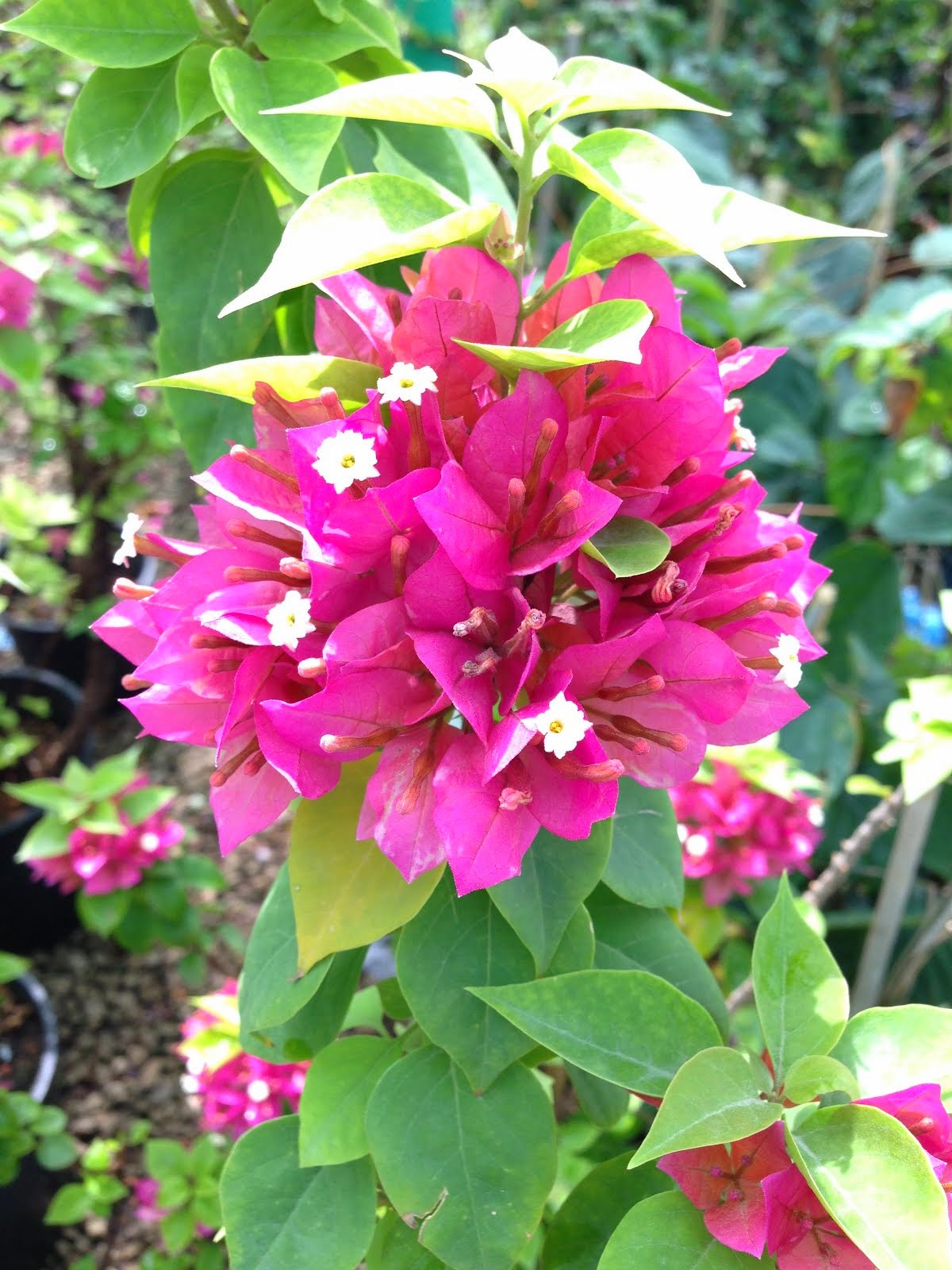 Flowers at the plant souq