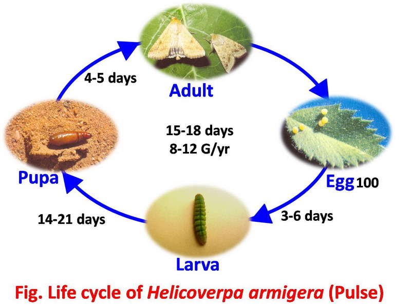 Insect and Entomology Life cycle of insect pests