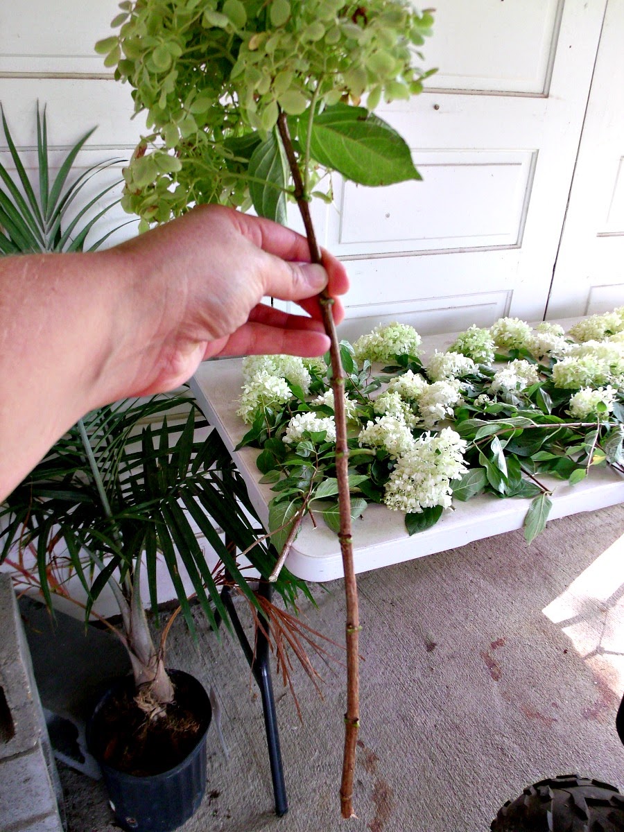 Cultivate Create How to Dry Hydrangeas