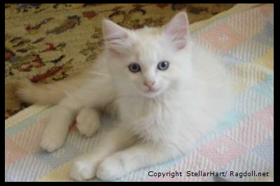 Siamese cats pictures