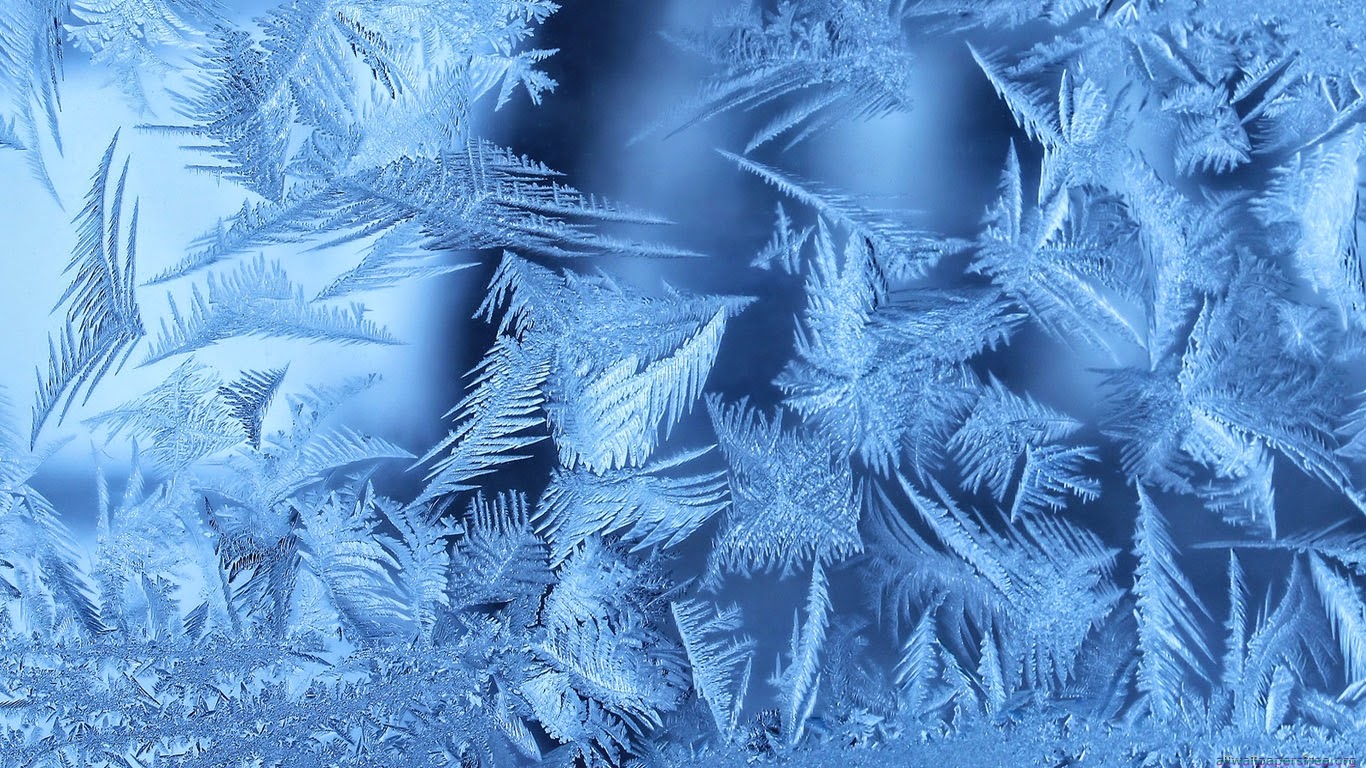 fern plant in winter