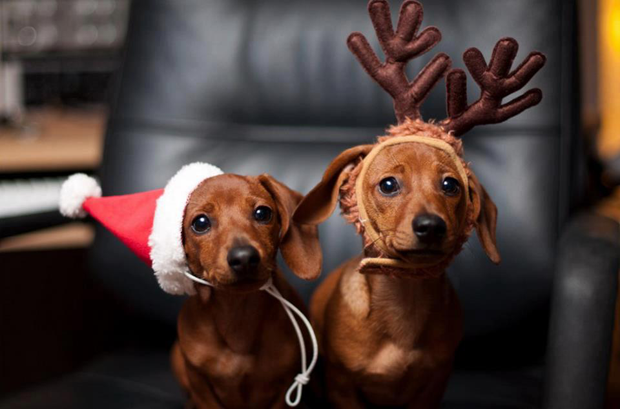 more-christmas-animal-pictures-3-7-1-4-5