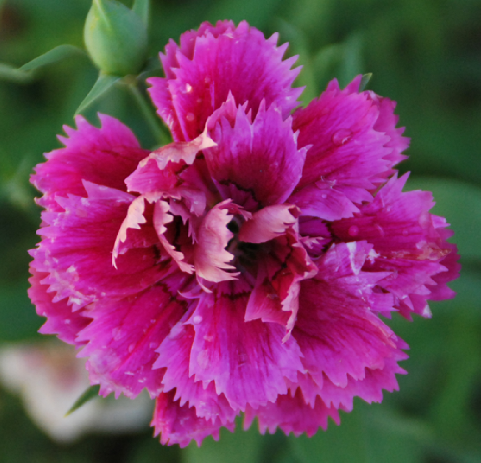 Fotos de flores CLAVELES DE VARIOS TIPOS Y COLORES