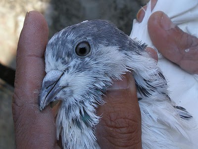 high flying pigeon 35 wala pair breed asian high flyer pigeons