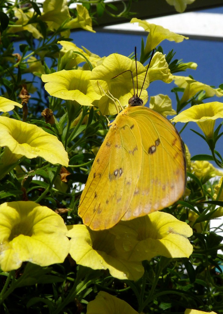 MOSI Outside Fall Butterfly Plants for Florida