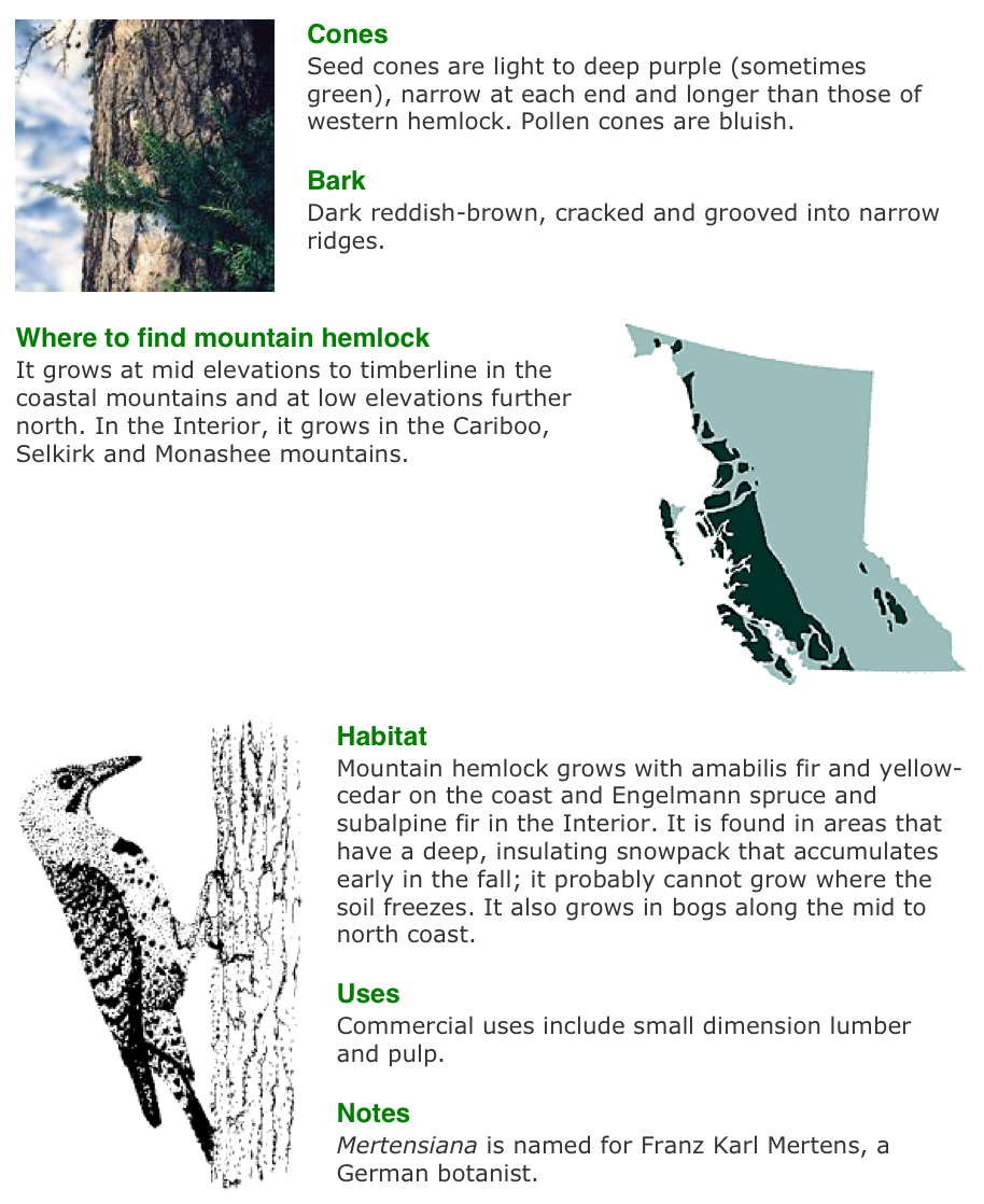 Vancouver Island Big Trees Identify Trees