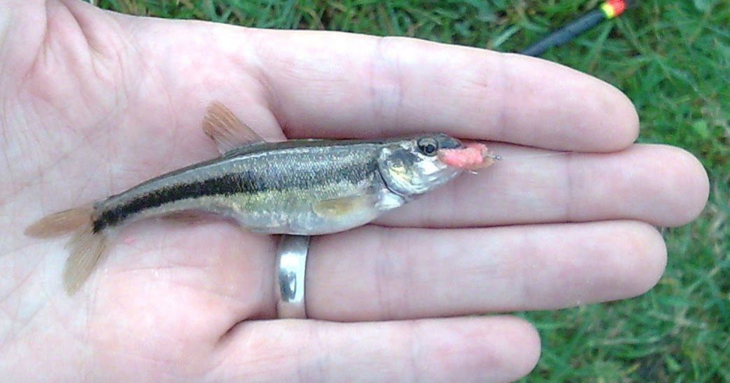trentjims tribulations Big minnows, little chub and tiny sticklebacks