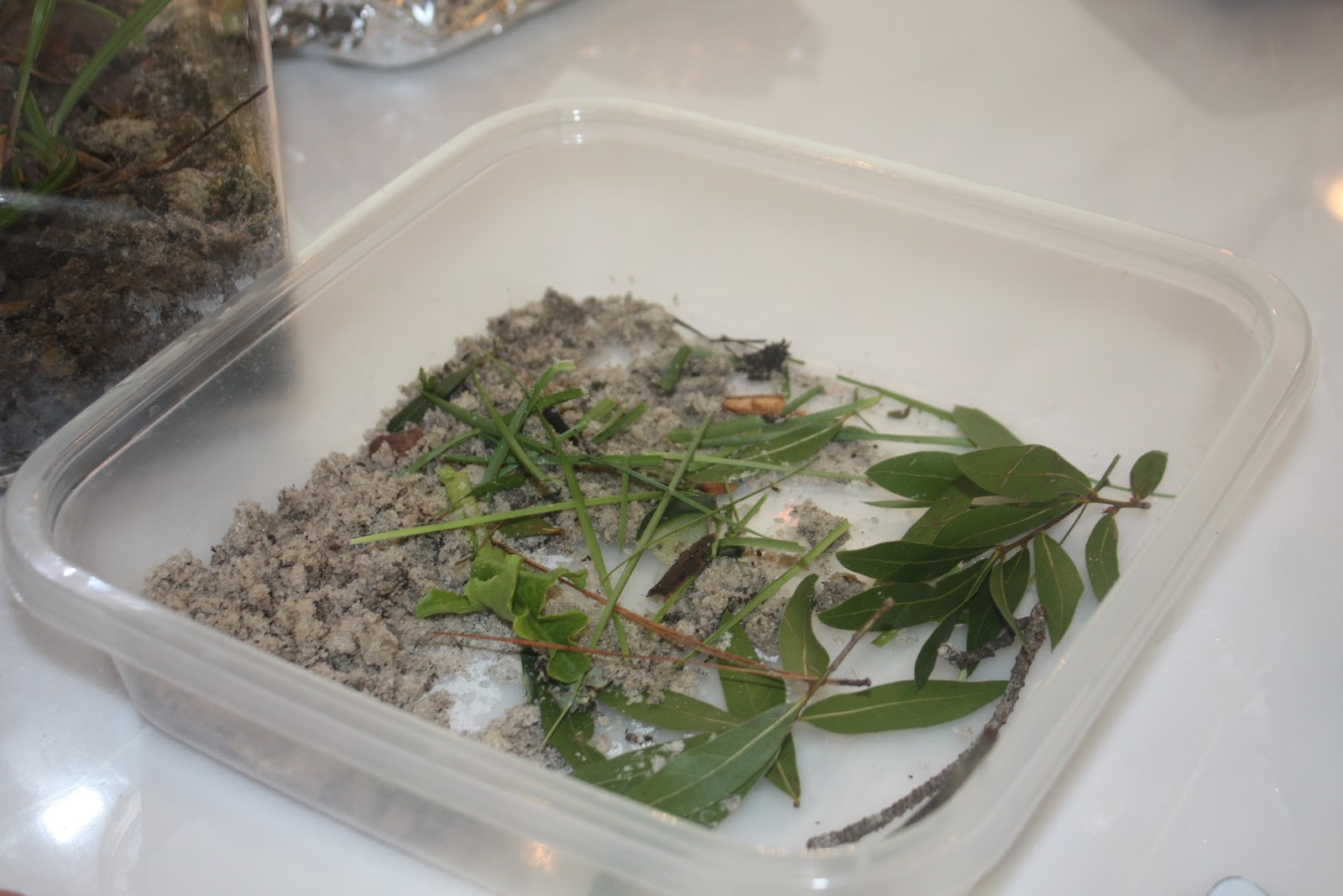 The Pearls of Homeschooling Roly Poly Terrarium