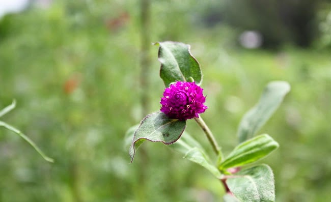 Gomphrena Flowers Pictures Gomphrena Flowers Pictures