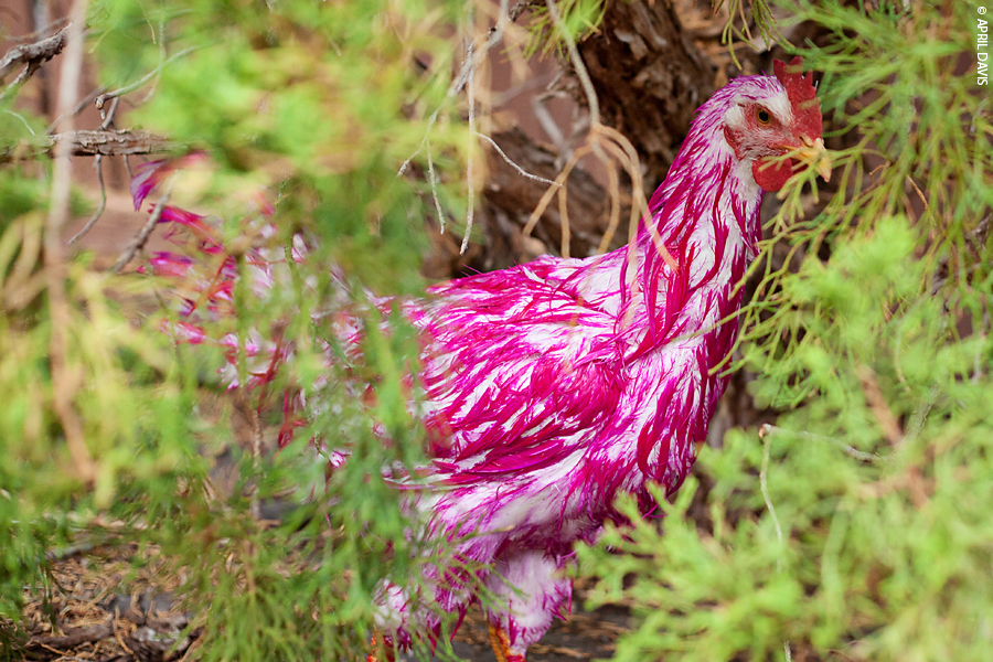 THE PINK CHICKEN A DIY PROJECT A Day in April