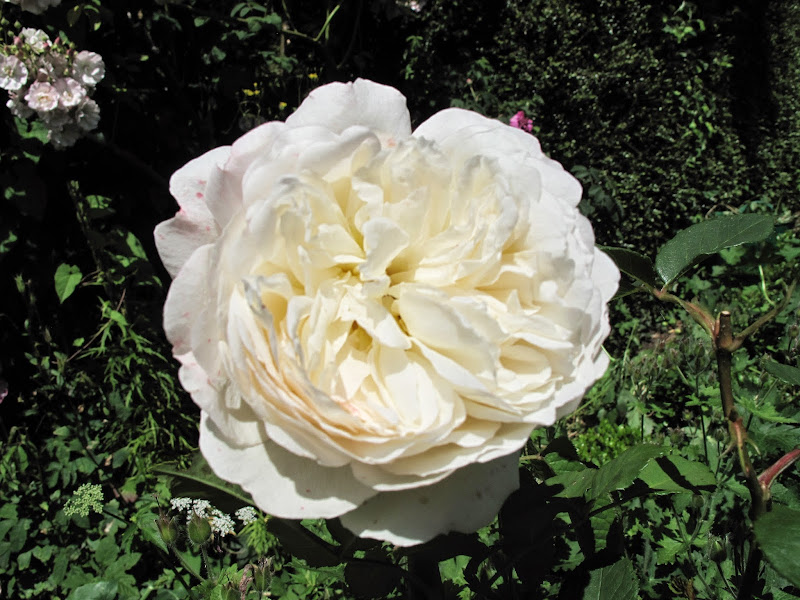 Joanne's Cottage Garden ROSES IN MY VEGETABLE GARDEN