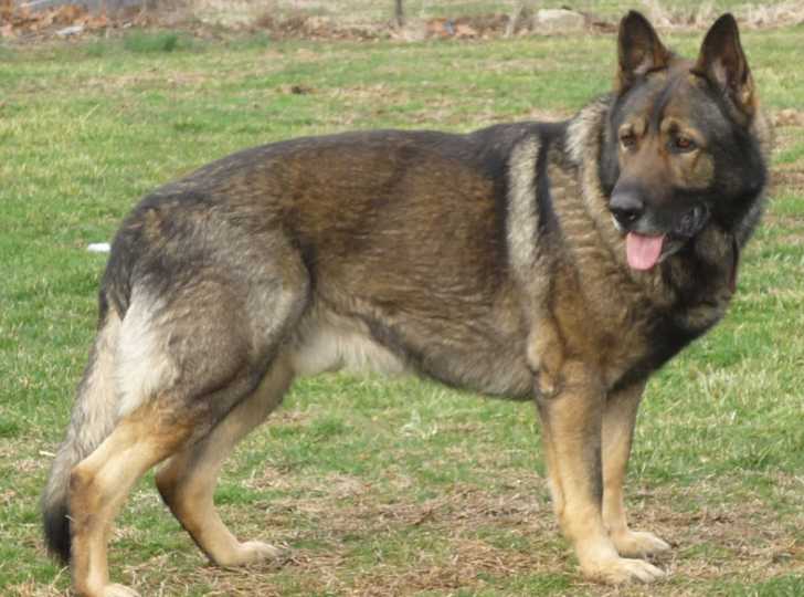 Free Dogs In Sherman Texas Free Dogs In Sherman Texas