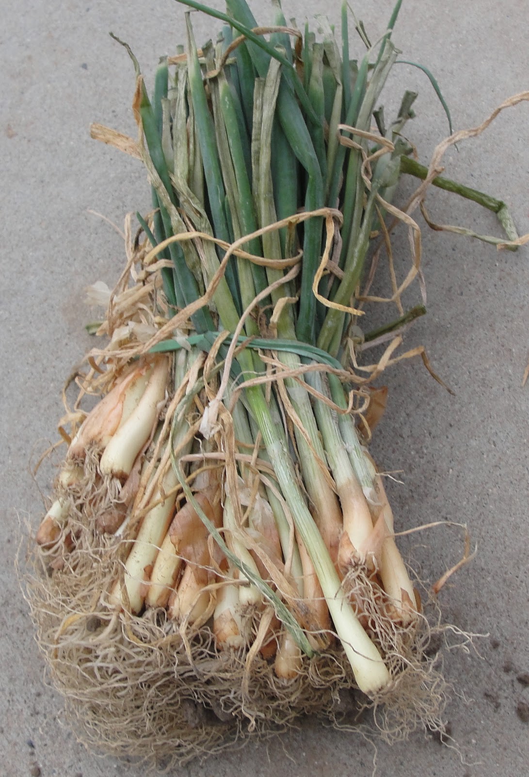 Onion Seeds, Sets, or Plants Great Basin Natives