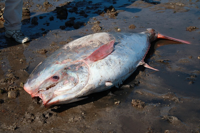Giant Channel Catfish