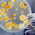 Pengertian Mikrobiologi thumbnail