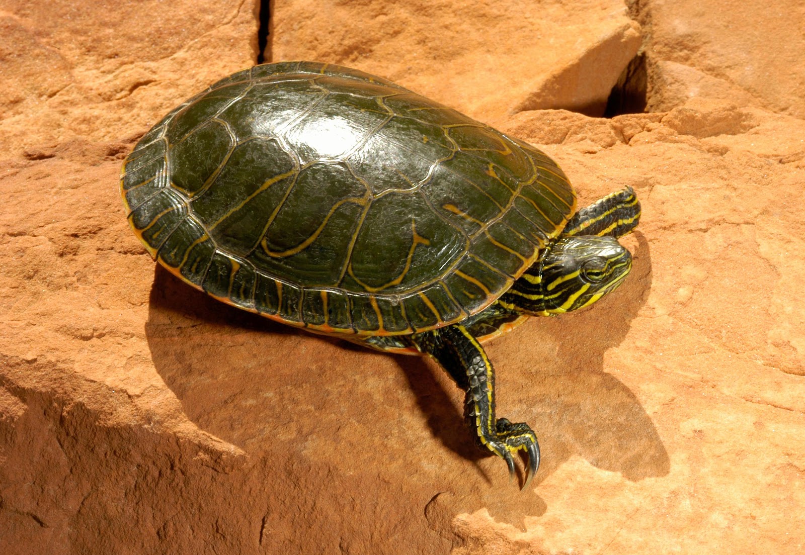 Turtle Base Blog: Best Starter Turtles (Part 1)