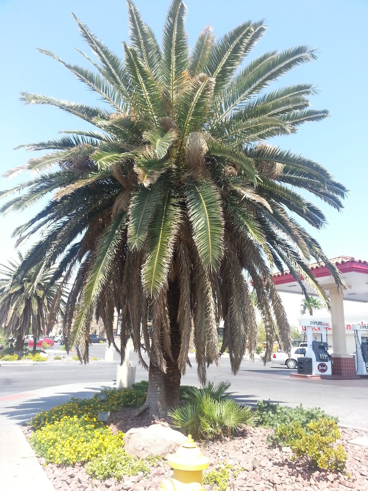 stranger in usa on palm trees in vegas a promise to a dear friend