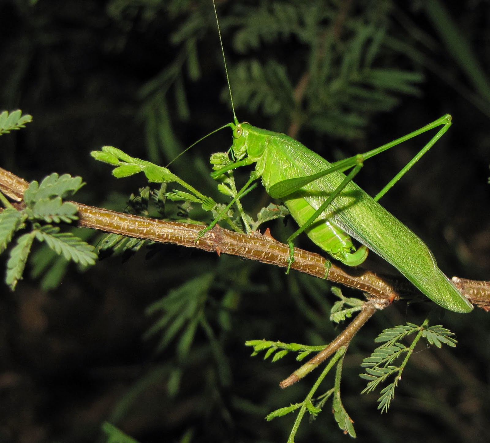 Bug Eric Forktailed Bush Katydid