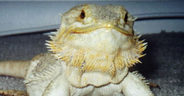 bearded-dragon-basking-temp-2