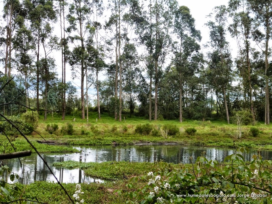 la conejera ubicacion flora del humedal la conejera la conejera ubicacion flora del humedal la conejera