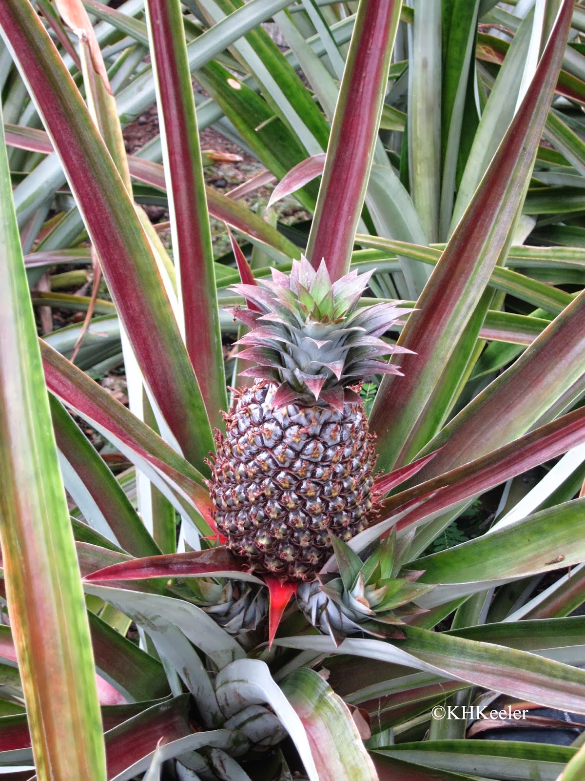 A Wandering Botanist Plant Story the Quest for Fresh, Ripe Pineapples