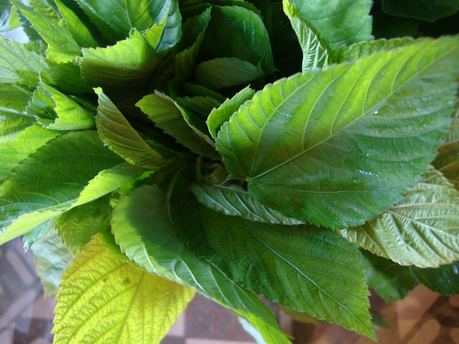 Everyday Living Around the World Saluyot or Jute Herbal Medicine and