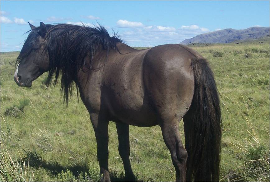 CABALLOS CIMARRONES