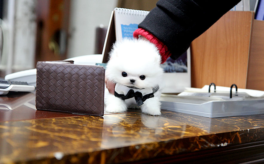 TEACUP PUPPY ★Teacup puppy for sale★ White teacup pomeranian soul )