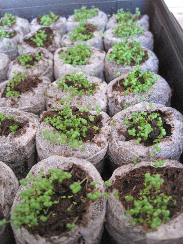 BUY WATERCRESS SEED The Garden of Eaden