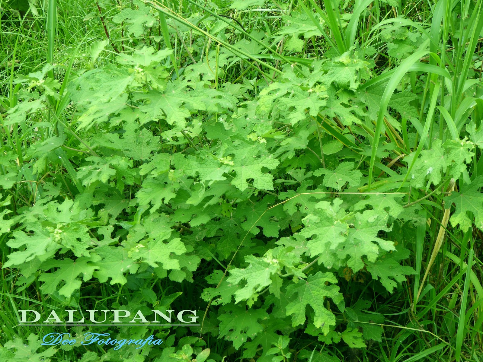 HERBAL MEDICINE June 2015