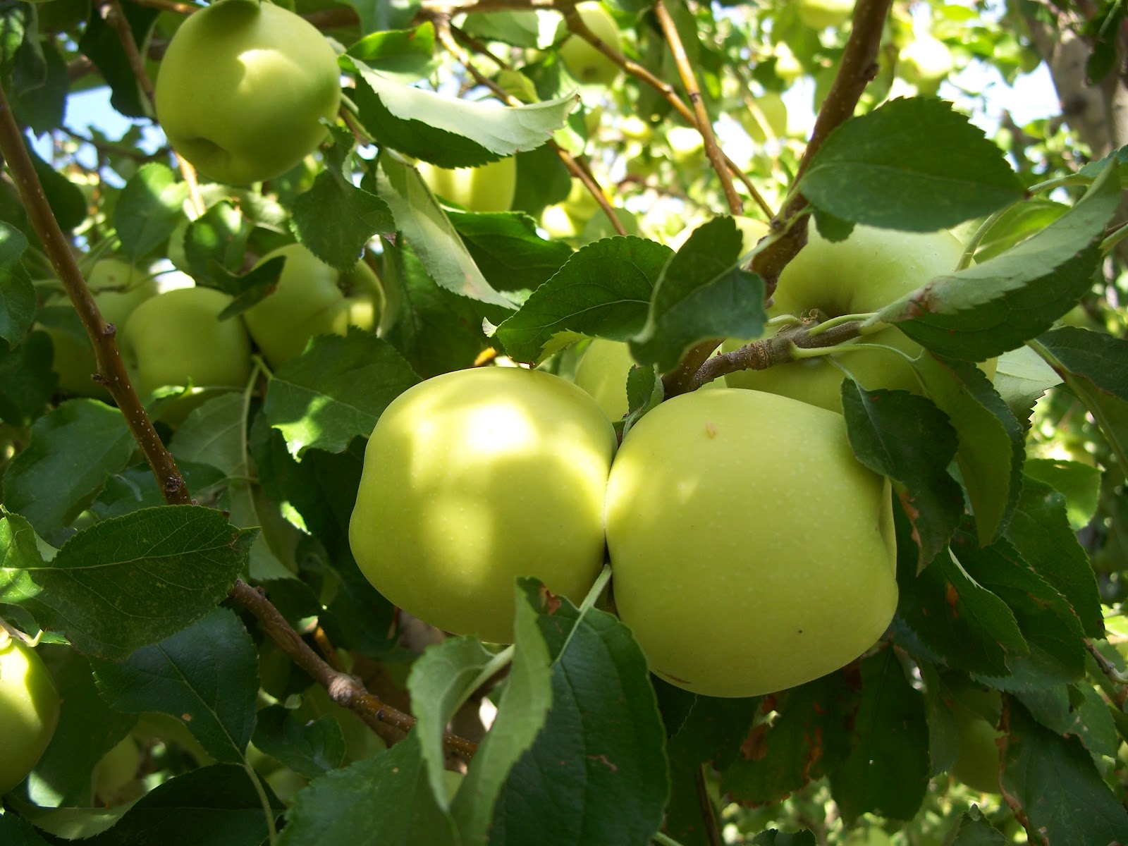 Trees That Please Nursery Golden Delicious Apple
