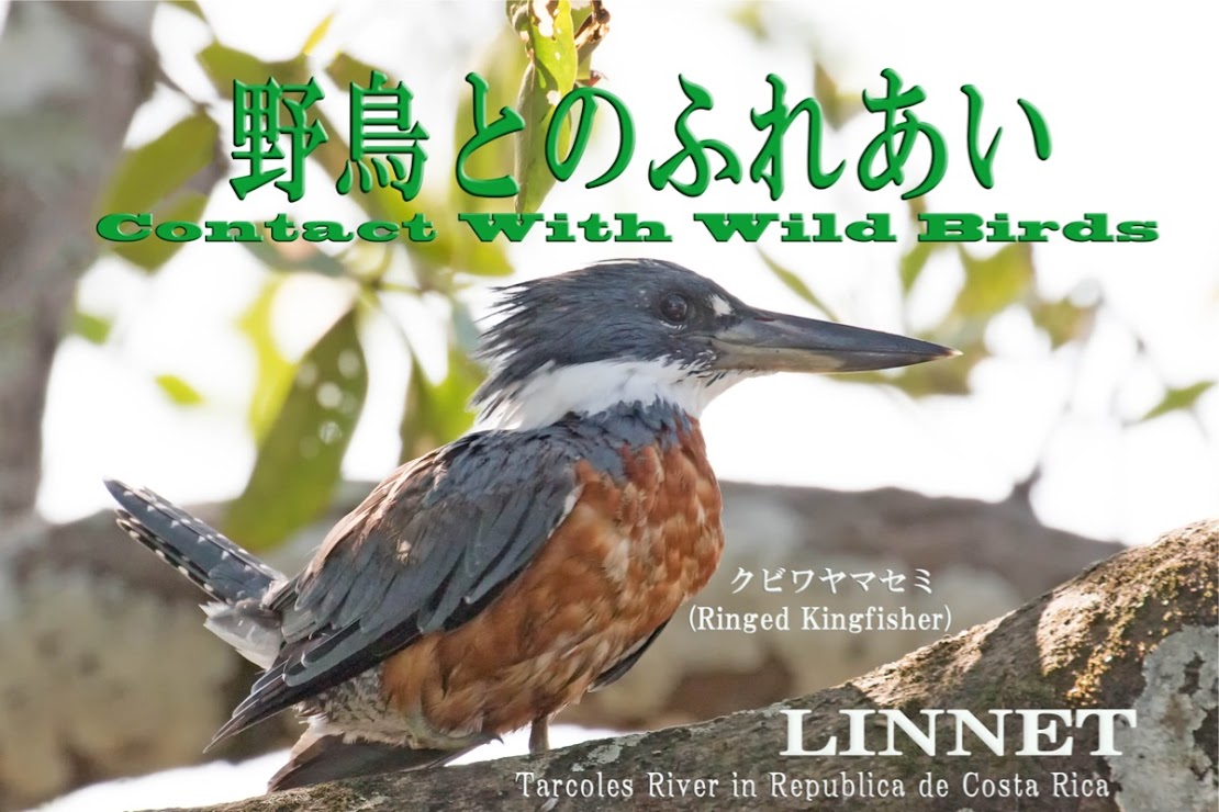 Contact With Wild Birds/野鳥とのふれあい