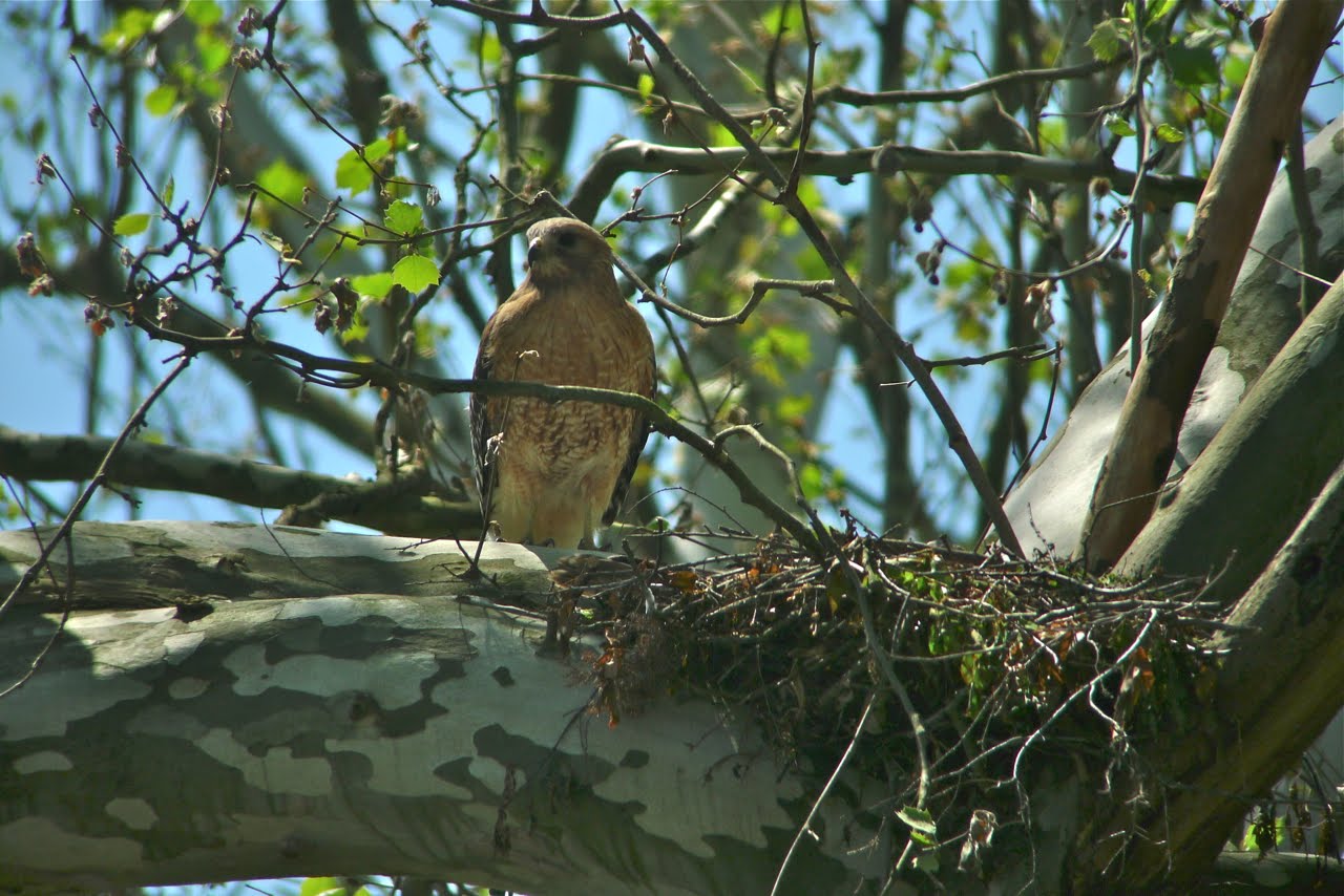Ohio Birds and Biodiversity Redshouldered Hawks nest in a most