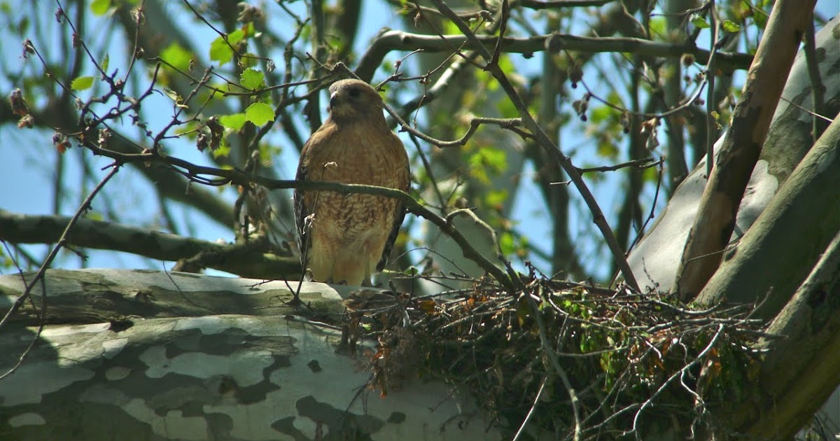 Redshouldered Hawks nest in a most appropriate site