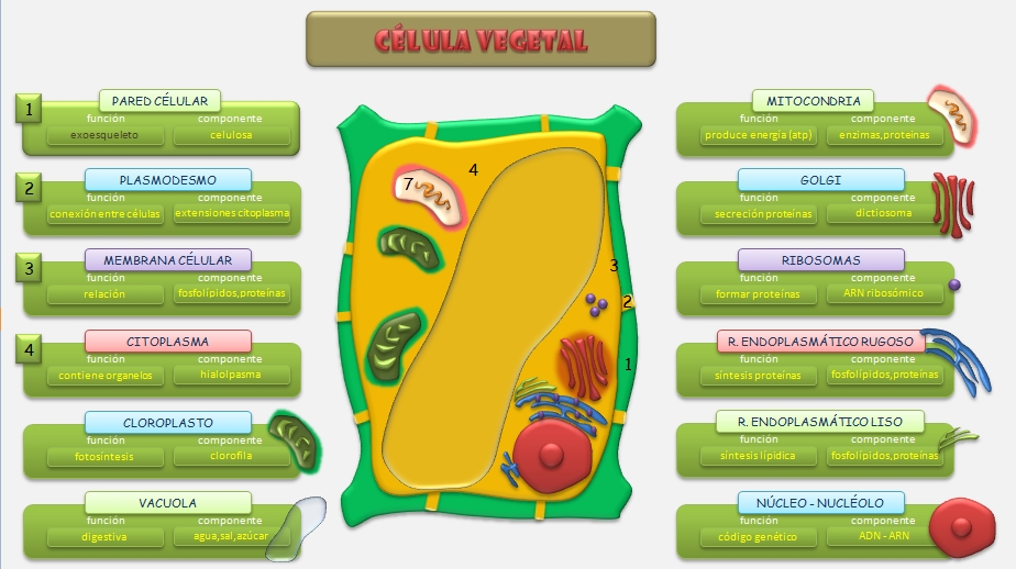 celula animal y vegetal. a las celula animal y celula vegetal. celula animal y vegetal. a las