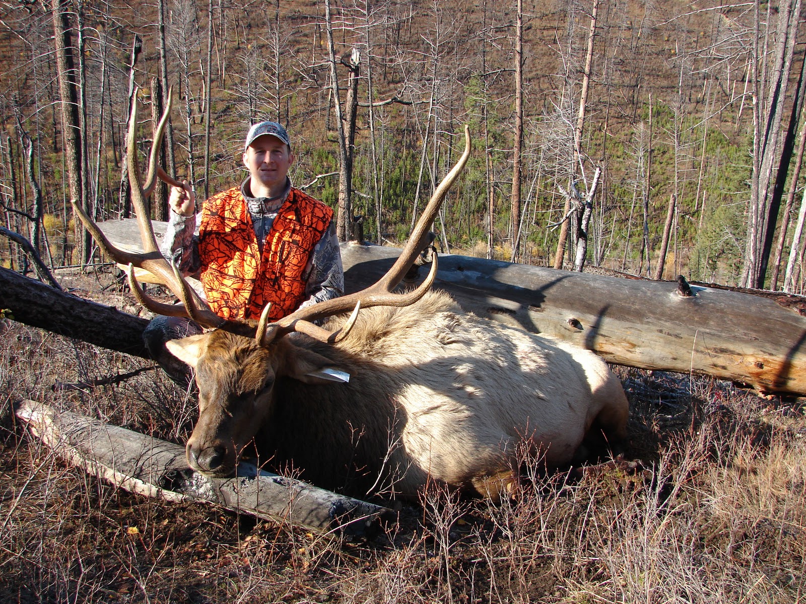 Montana Outfitter Journal Montana Elk Hunt Opening Week Trophy Bull
