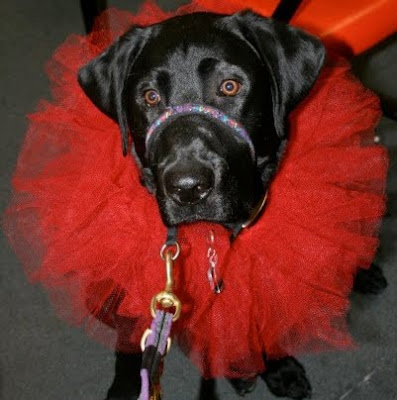 black Lab in red tutu