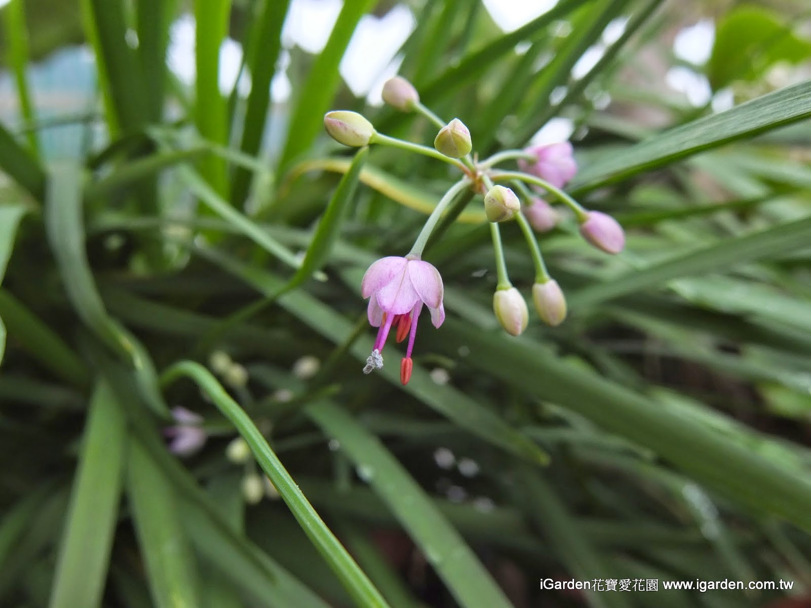 十一月開什麼花 14年11月頂樓花園實錄 園藝部落格 Igarden 花寶愛花園園藝文摘plus