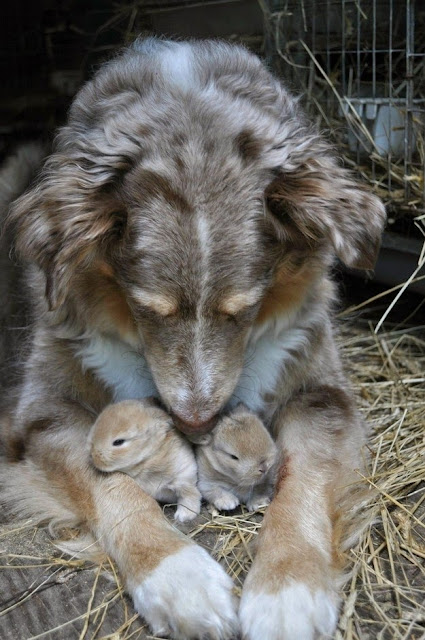 fotografías cachondas de animales