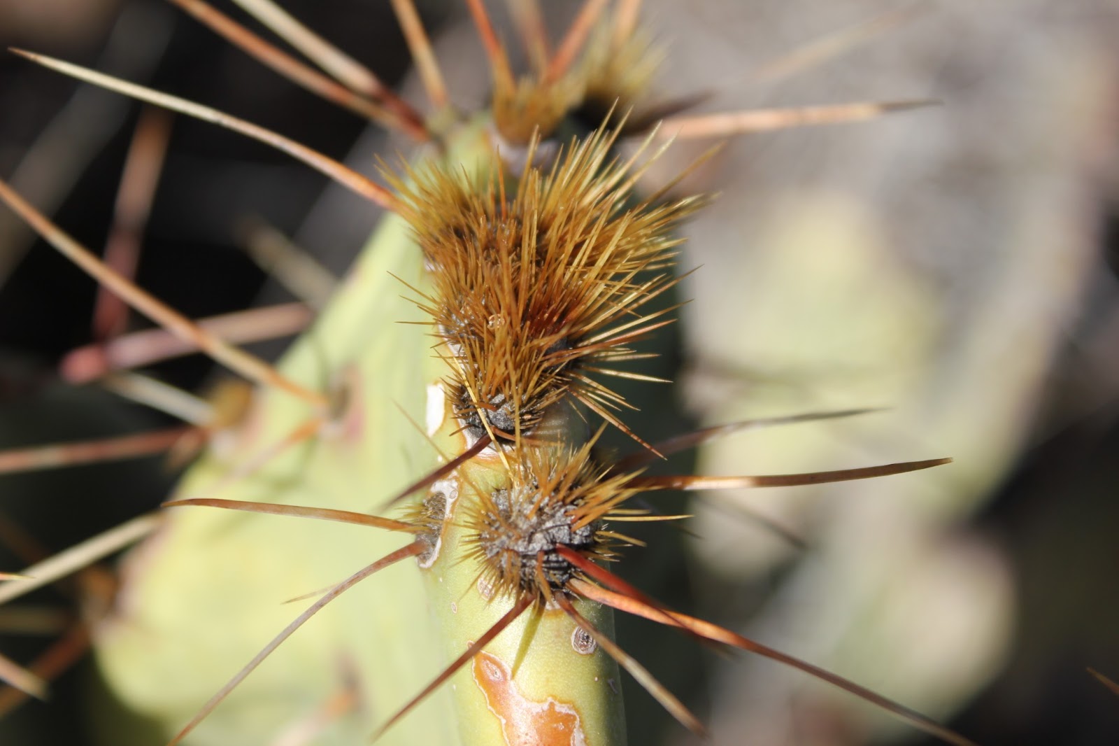 The happy anachronism a fishing blog Guadalupe Mountains National