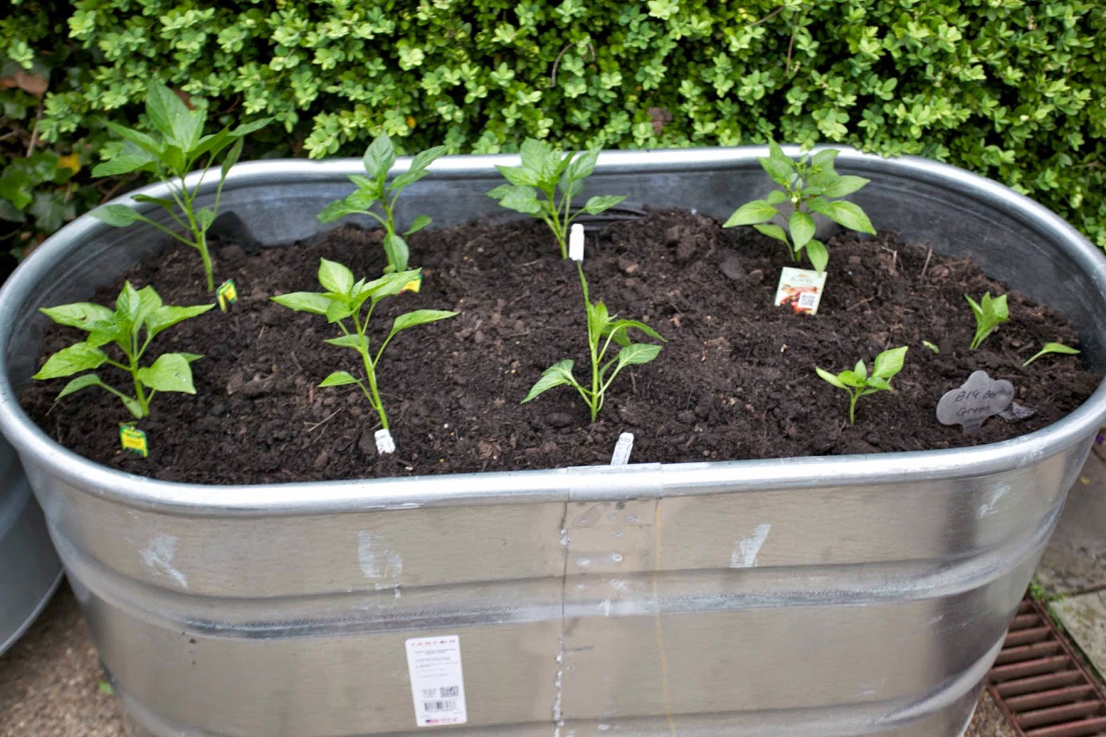 A Tutorial for Raised Bed Gardening in Galvanized Troughs