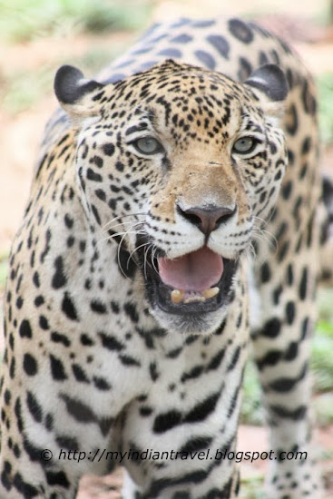 My India Travel: Mysore Zoo - Jaguars