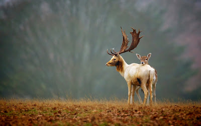 deer-nature-autumn-awesome-photo-wallpaper-1680x1050