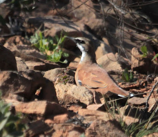 Cinnamon Quail