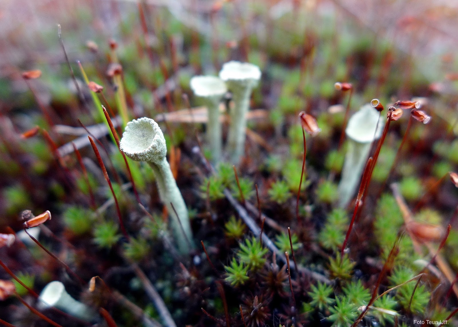 Teun, mijn dag van vandaag: mossen, korstmossen en paddenstoelen ... Keuken in gele
