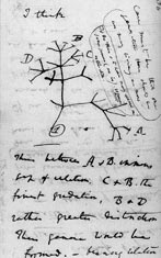 DARWINS 1st sketch of family tree theory